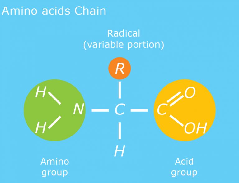 Delbon Lamino acids production